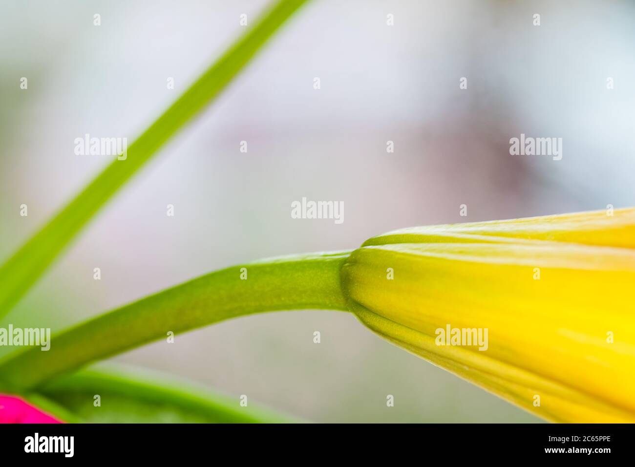 Lily. Primo piano di un fiore di giglio arancione. Macro orizzontale Foto Stock