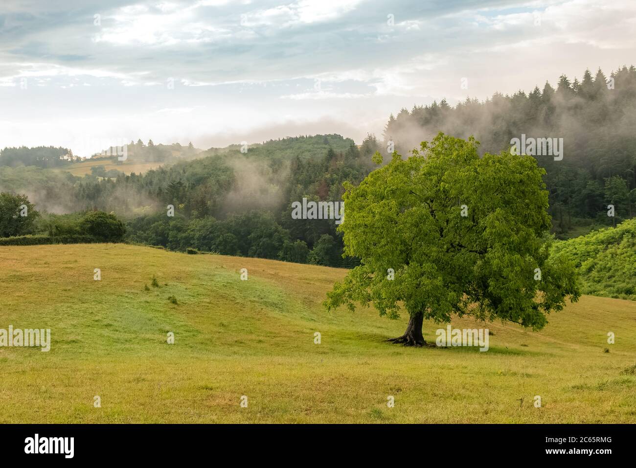 Dawn nella campagna in Borgogna, con nebbia sui campi Foto Stock