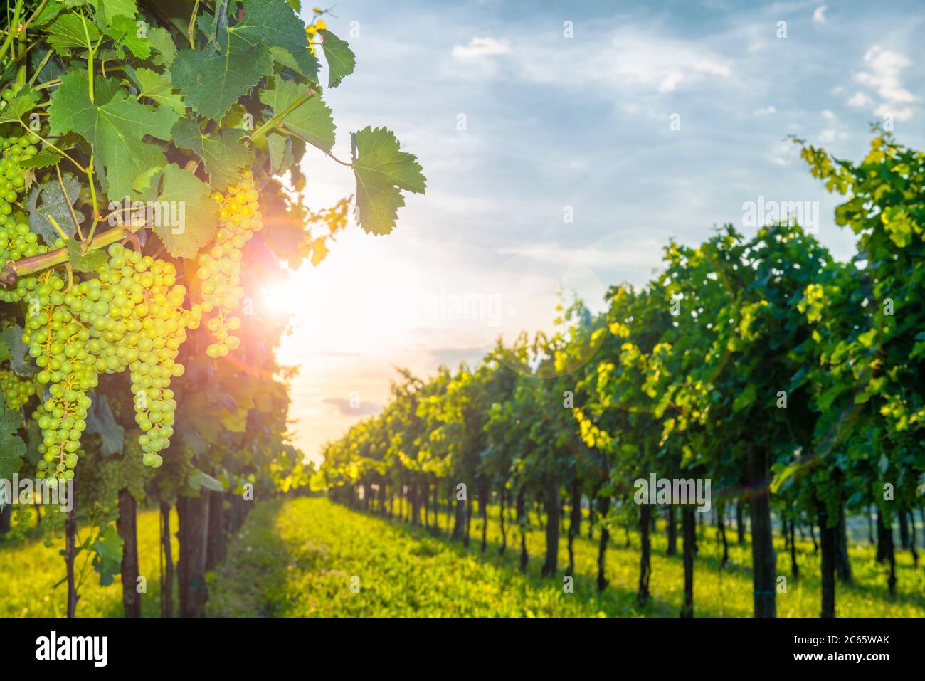 Vigneti della valle di Vipava, Slovenia al tramonto. Serata nella campagna slovena. Uve di vino mature. Messa a fuoco selettiva in primo piano. Vipava vall Foto Stock
