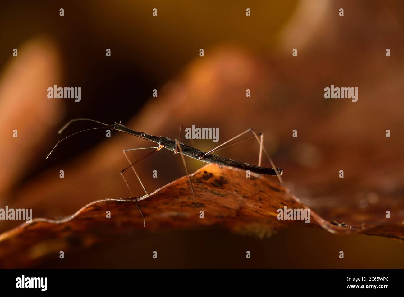 Bug acquatico (Hydrometra stagnorum), Kiel, Germania Foto Stock