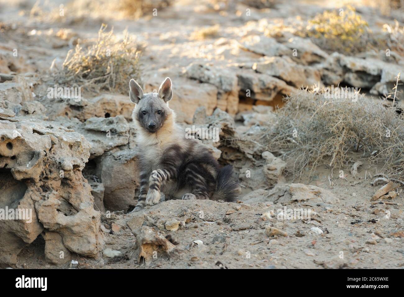 Bruna hyena (Parahyena brunnea oder Hyena brunnea), cucù fuori della loro tana, 8 mesi, Tsau //Khaeb National Park (ex Sperrgebiet NP), Namibia Foto Stock