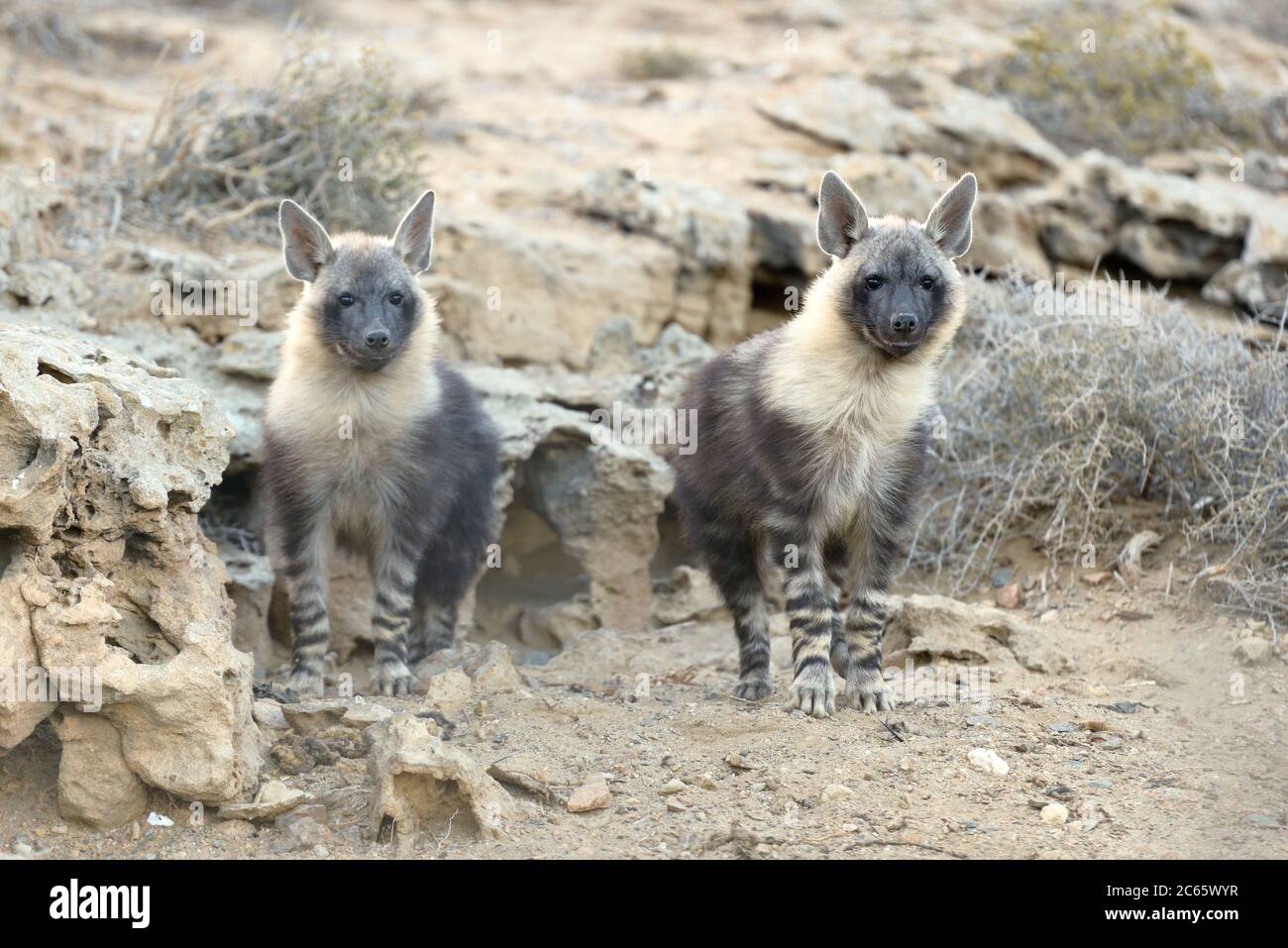 Bruno hyena (Parahyena brunnea oder Hyena brunnea) cuccioli fuori della loro tana, 8 mesi, Tsau //Khaeb National Park (ex Sperrgebiet NP), Namibia Foto Stock