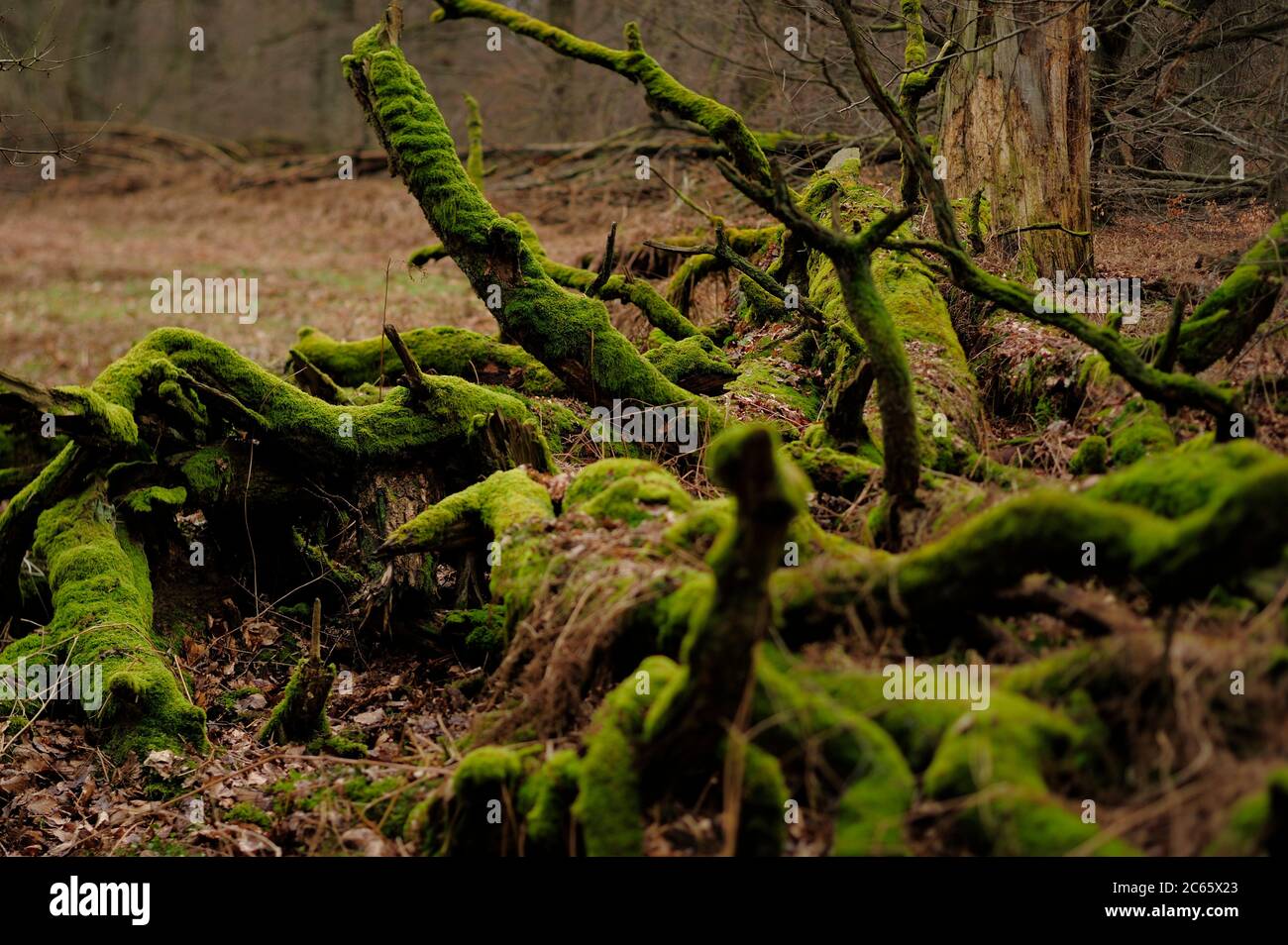 I detriti legnosi grossolani provengono dalla mortalità naturale degli alberi. Qui caduti alberi di quercia morti. Bosco Kellerwald. Il Kellerwald si trova nel nord dell'Assia, in Germania Foto Stock