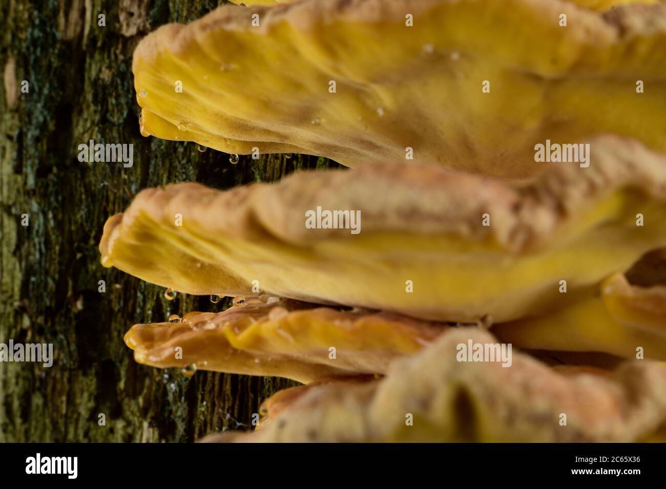 Granchio dei boschi, il polipo dello zolfo (Laetiporus sulfureus) è un fungo a mensola. Questo è vivente su una quercia morta, Biosfera riserva 'Niedersächsische Elbtalaue' / bassa valle dell'Elba sassone, Germania Foto Stock