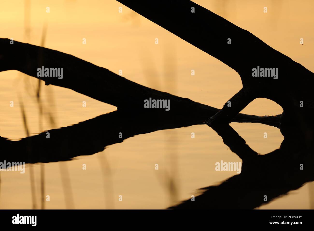 Alberi caduti sono una vista comune intorno allo Stechlinsee, lago in Germania, Foto Stock