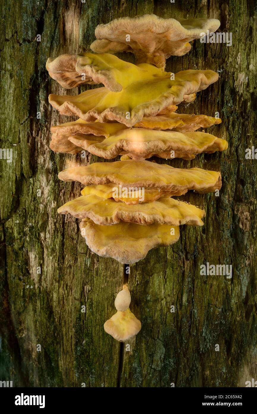 Granchio dei boschi, il polipo dello zolfo (Laetiporus sulfureus) è un fungo a mensola. Questo è vivente su una quercia morta, Biosfera riserva 'Niedersächsische Elbtalaue' / bassa valle dell'Elba sassone, Germania Foto Stock