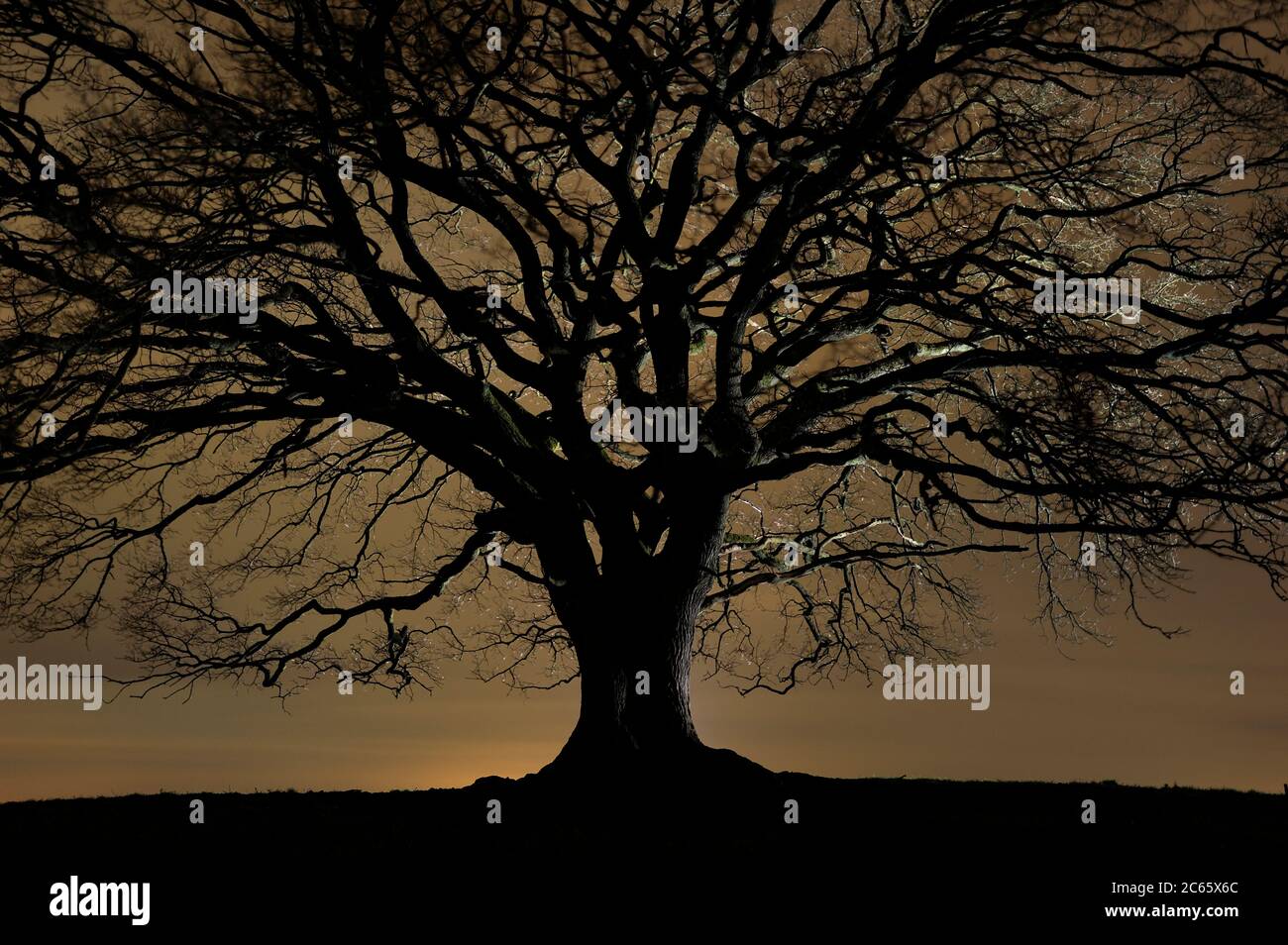 Quercia chiara, anche se ci sono due alberi a Nauroth, la quercia a doppio gambo (Quercus robur) mostra l'intera abitudine di crescita tipica di un unico, quercia indipendente Nauroth, Germania Foto Stock
