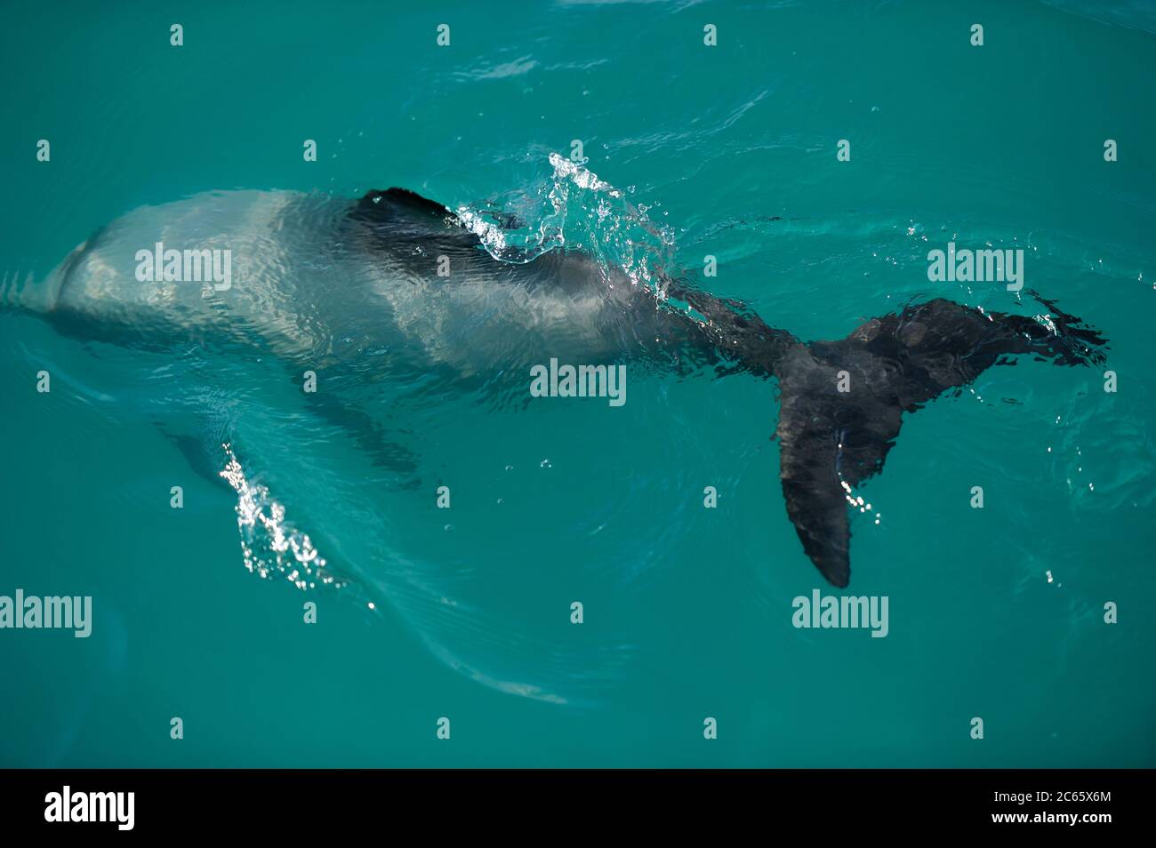 Il delfino di Hector (Cephalorhynchus hectori) è l'unico cetaceo endemico della Nuova Zelanda, Kaikoura Isola del Sud della Nuova Zelanda Foto Stock