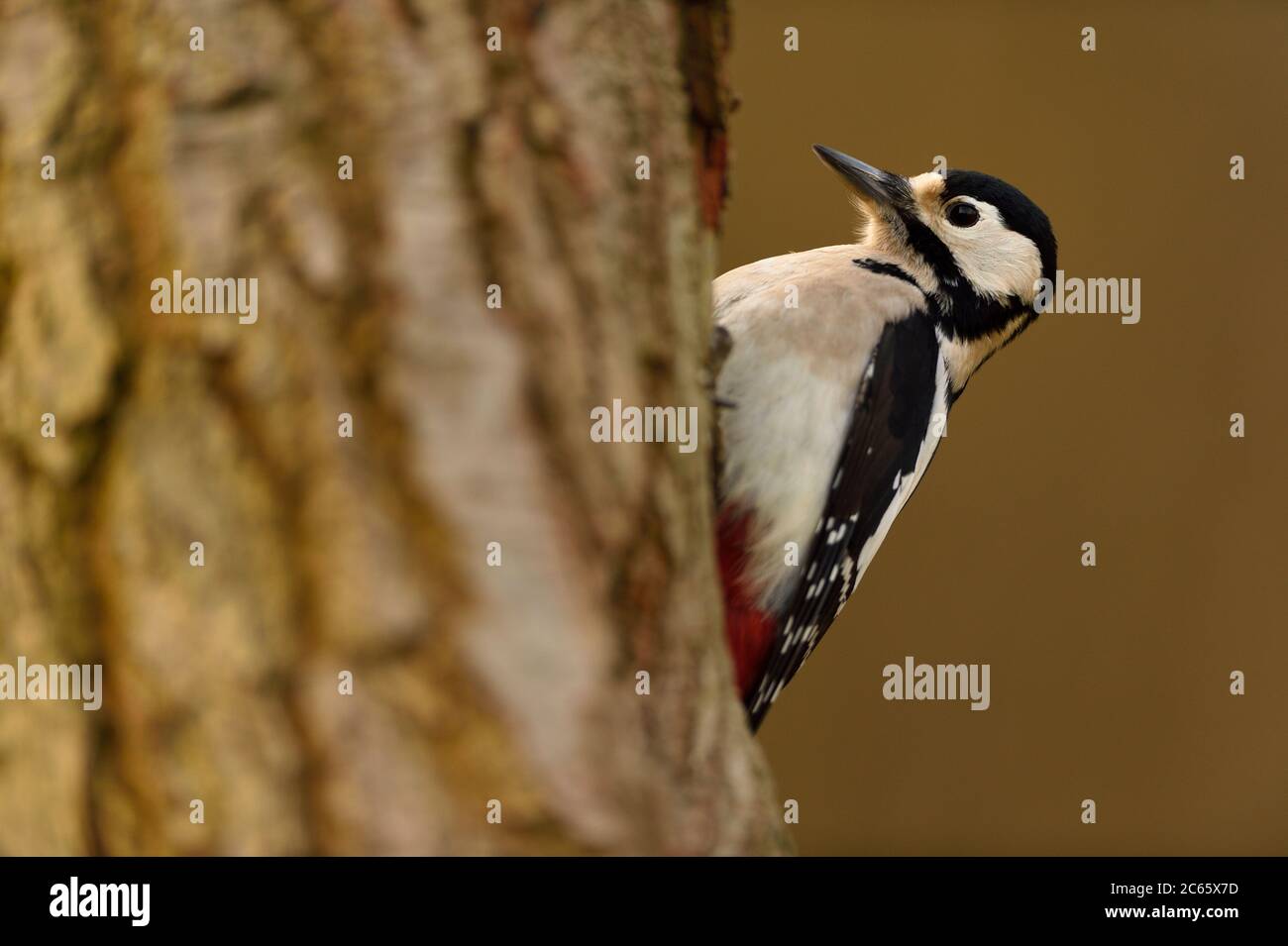 Great Spotted Woodpecker (Dendrocopos Major), Riserva della Biosfera 'Niedersächsische Elbtalaue' / Valle dell'Elba della bassa Sassonia, Germania Foto Stock