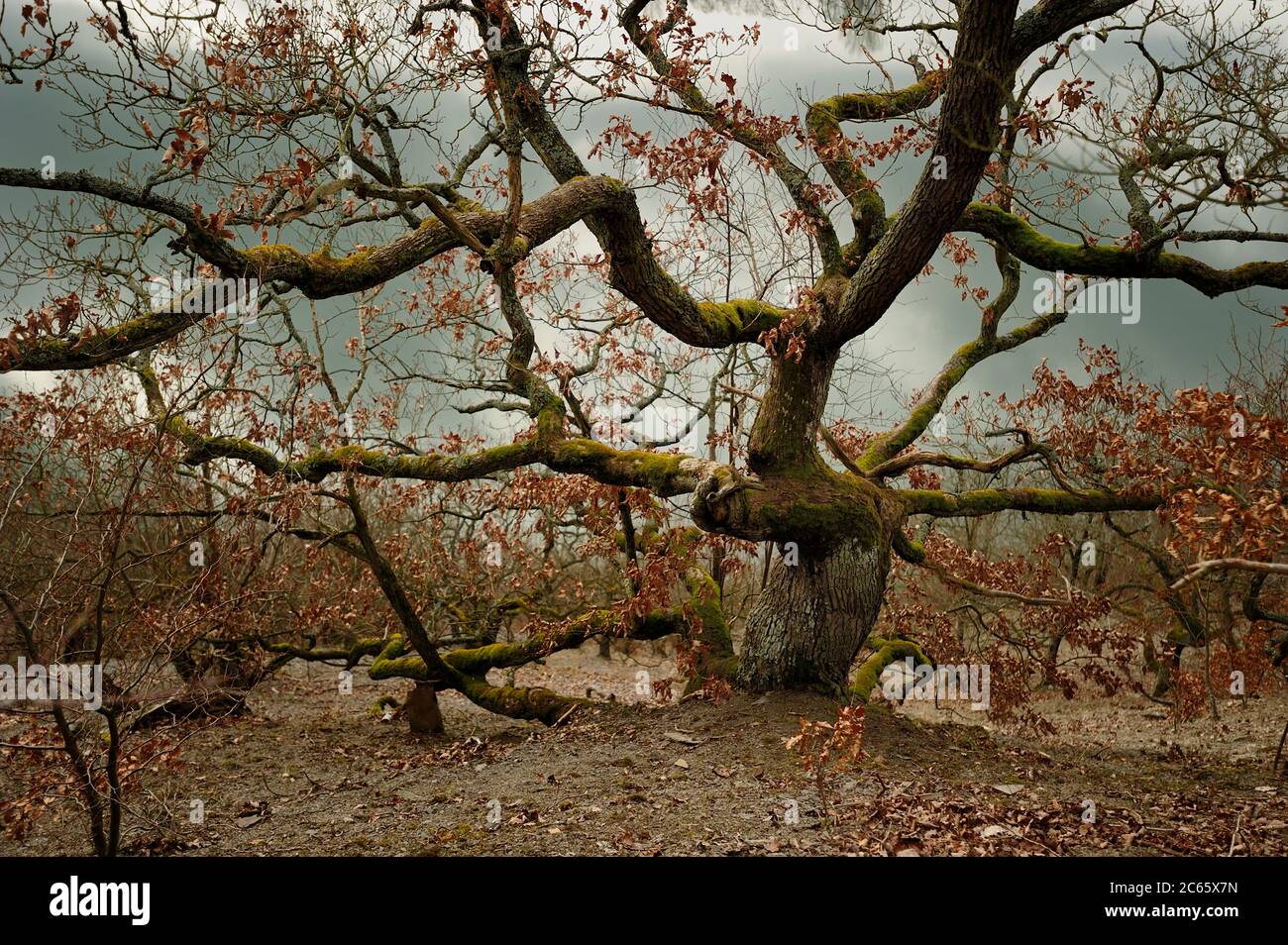 Knorr Oaks lungo il 'Knorreichenstieg am Edersee' (Assia), Germania Foto Stock