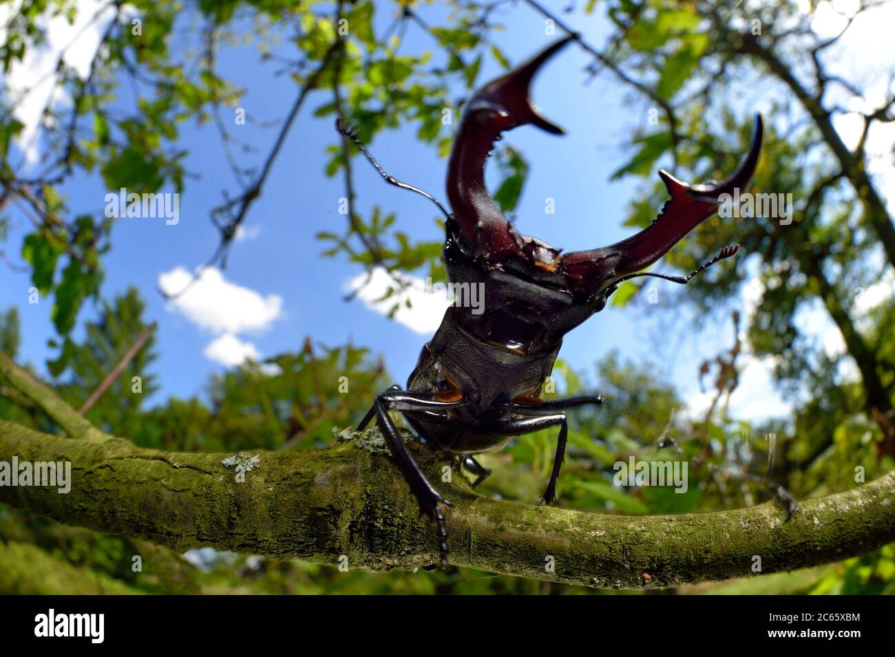 Rivali Stag Beetle (Lucanus cervus) due maschi che mostrano un comportamento aggressivo sul ramo di quercia, Riserva Biosfera 'Niedersächsische Elbtalaue' / Valle dell'Elba della bassa Sassonia, Germania Foto Stock