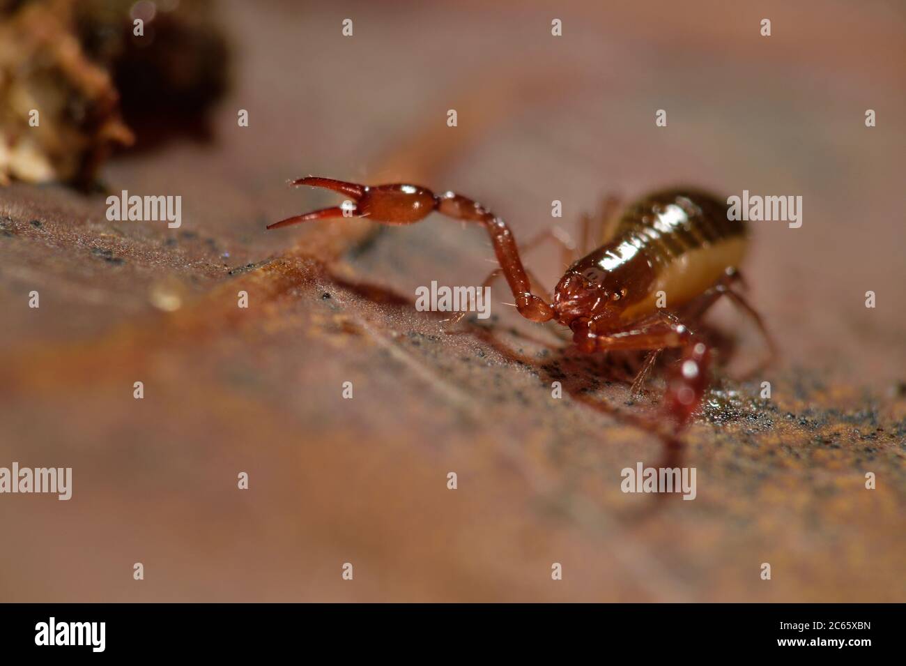 Pseudoscorpion (cancroides di Chelifer) su foglia di quercia caduta, anche conosciuta come falso scorpione o scorpione di libro, in lettiera di foglia, Westensee, Kiel, Germania Foto Stock