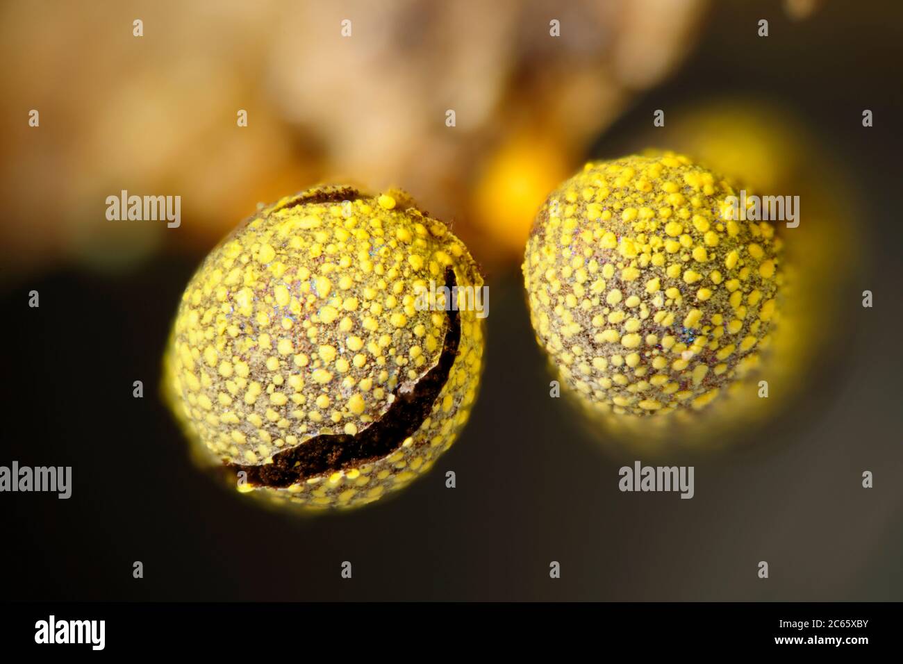 Muffa di lime (Physarum citrinum). Klepelshagen Strasburg (Uckermark), Germania Foto Stock