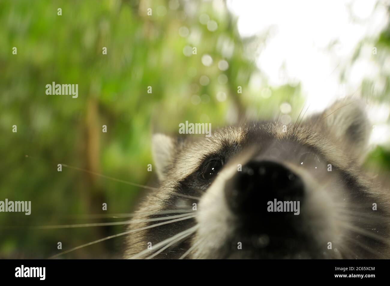 Raccoon (Procione lotor) Foto Stock