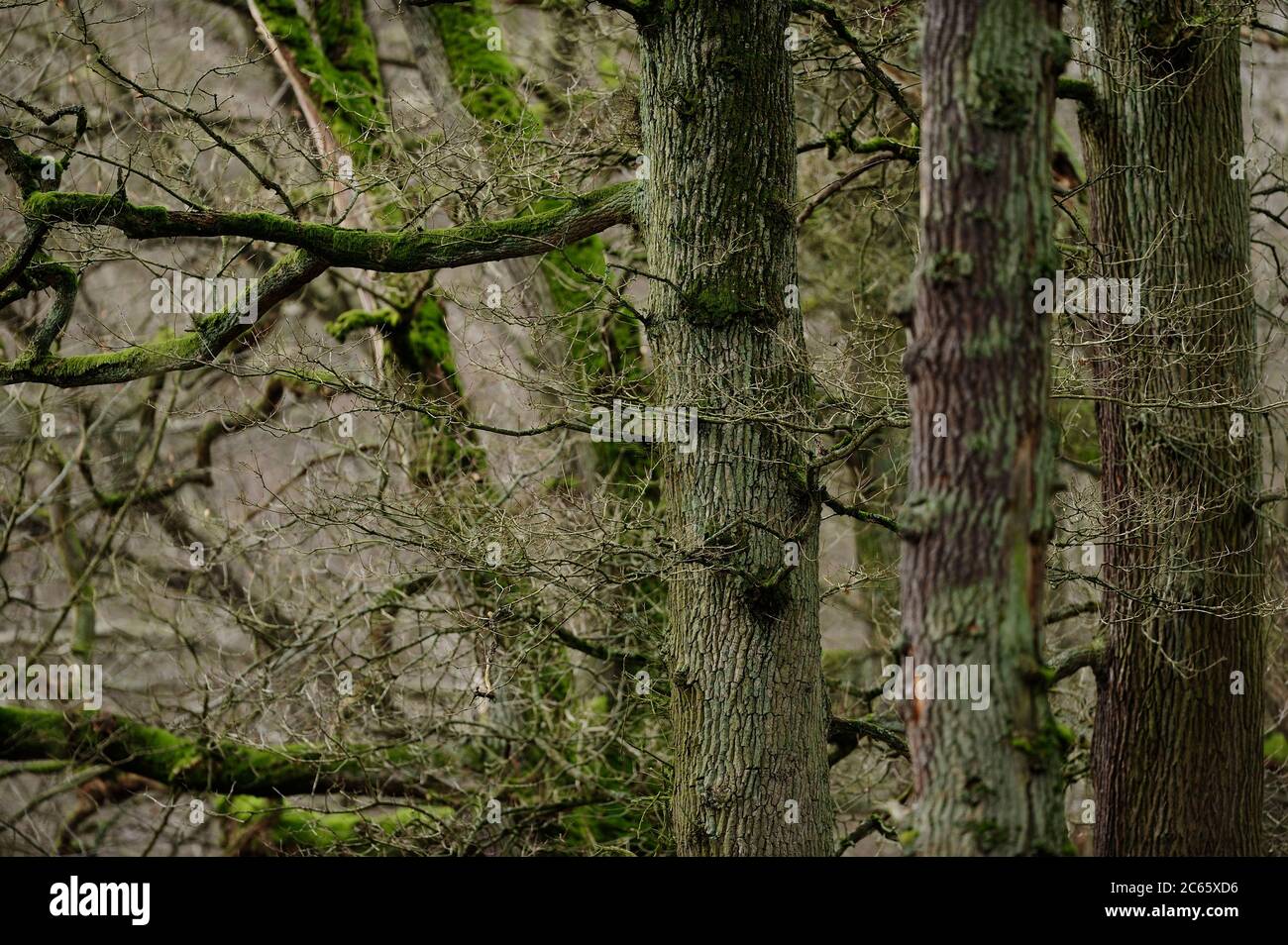 Querce nel bosco Kellerwald. Il Kellerwald si trova nel nord dell'Assia, in Germania Foto Stock