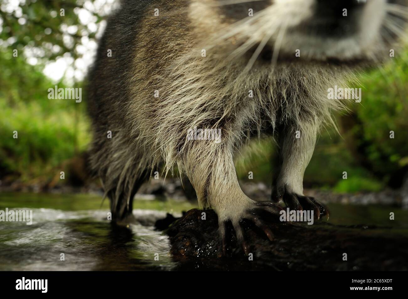 Raccoon (Procione lotor) Foto Stock