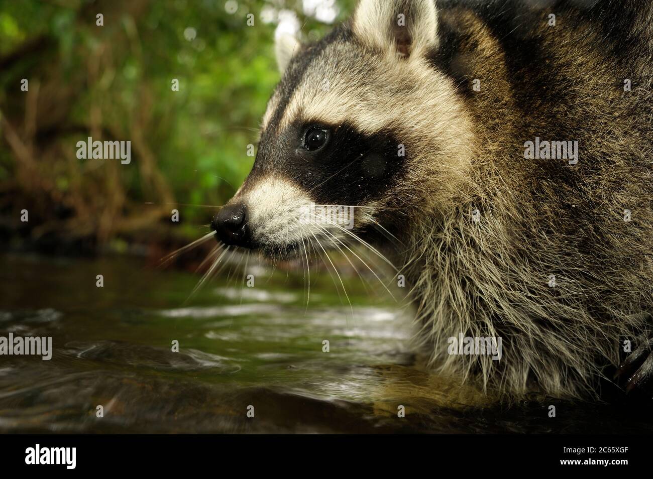 Raccoon (Procione lotor) Foto Stock