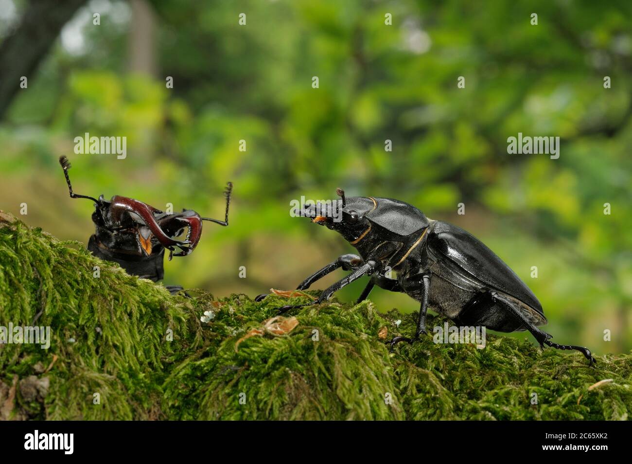 Stag beetle (Lucanus cervus) maschio e femmina durante il corteggiamento, Riserva della Biosfera 'Niedersächsische Elbtalaue' / Valle dell'Elba della bassa Sassonia, bassa Sassonia, Germania Foto Stock