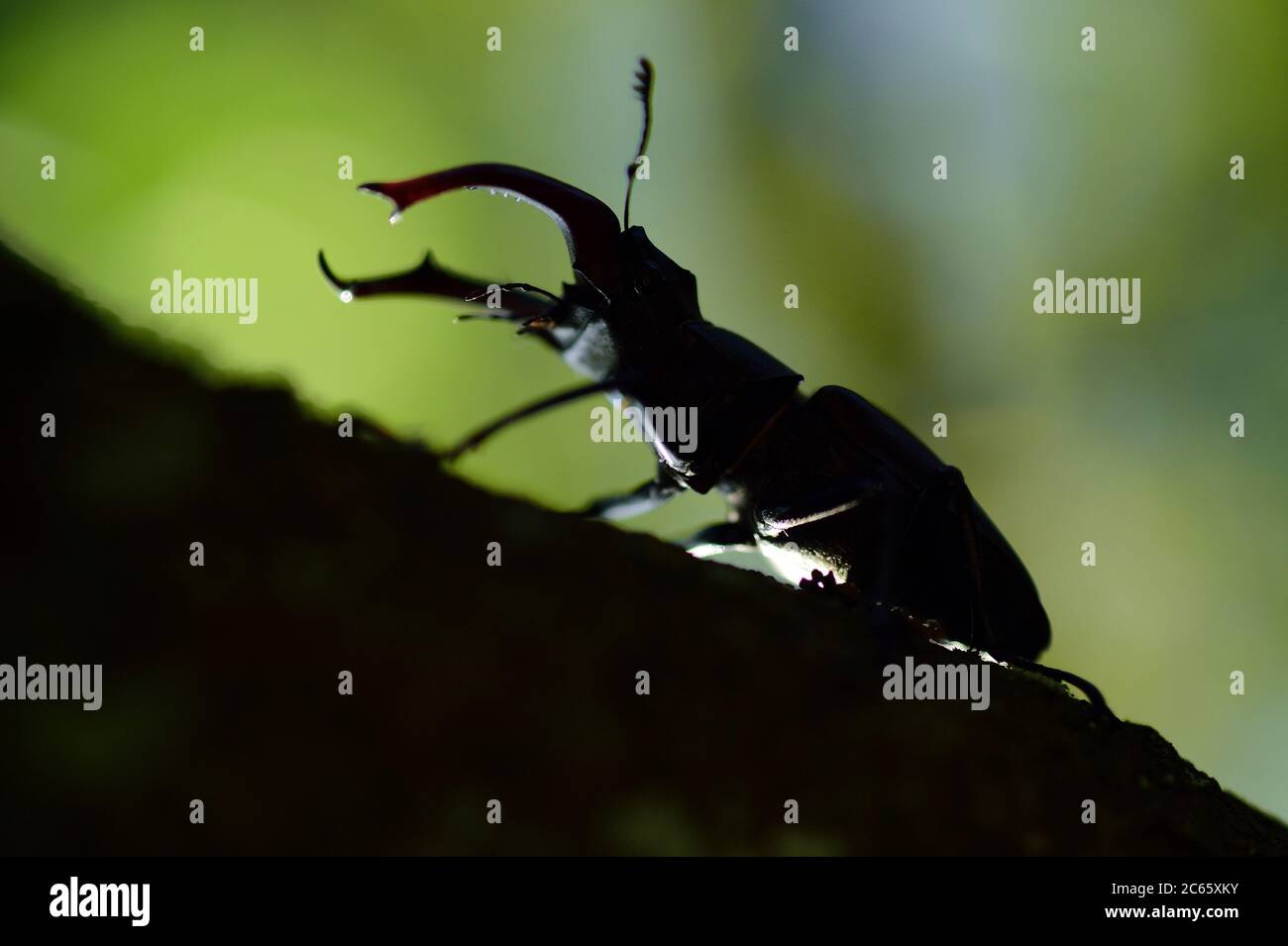 Questo barile stag (Lucanus cervicus) vive su querce, Riserva della Biosfera 'Niedersächsische Elbtalaue' / Valle dell'Elba della bassa Sassonia, Germania Foto Stock