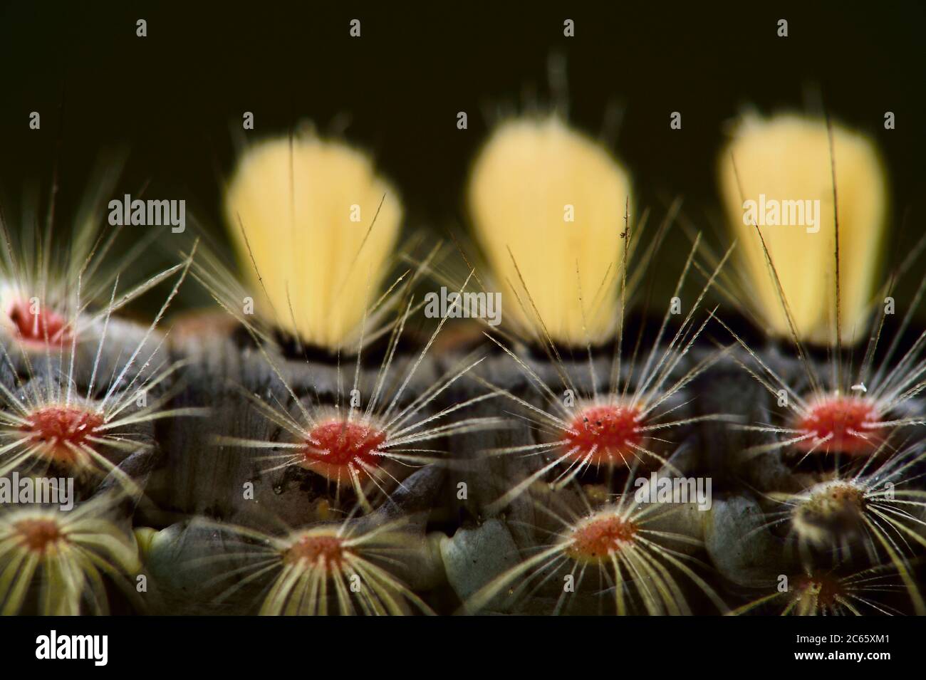 Vaponer Moth (Orgia antiqua) Riserva della Biosfera 'Niedersächsische Elbtalaue' / Valle dell'Elba della bassa Sassonia, Germania Foto Stock