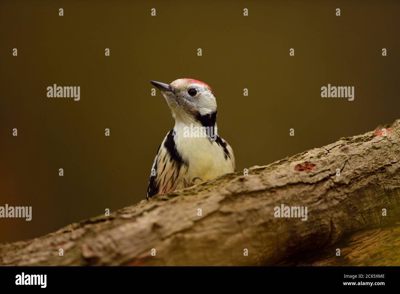 Woodpecker nella Riserva della Biosfera 'Niedersächsische Elbtalaue' / Valle dell'Elba della bassa Sassonia, Germania Foto Stock