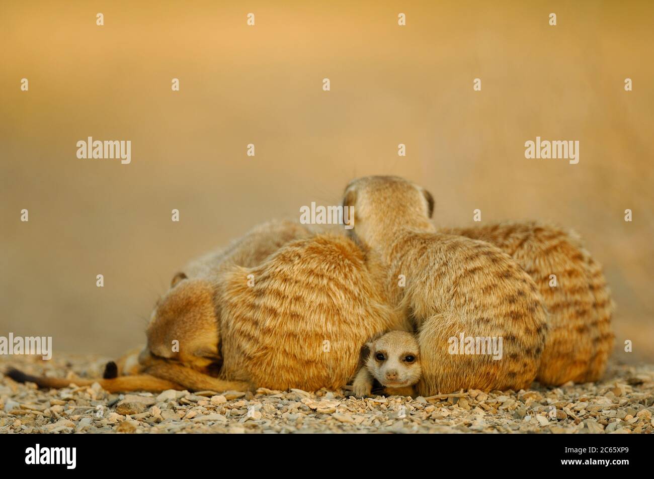 Suricate o Meerkat dalla coda sottile (Suricata suricatta) Foto Stock