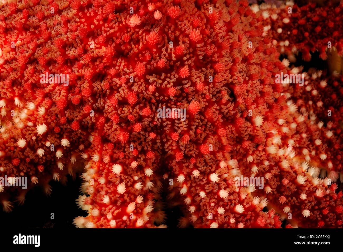 Primo piano di sunstar comune / Rosso (Crossaster papposus), Oceano Atlantico, Strømsholmen, Norvegia Nord Ovest Foto Stock