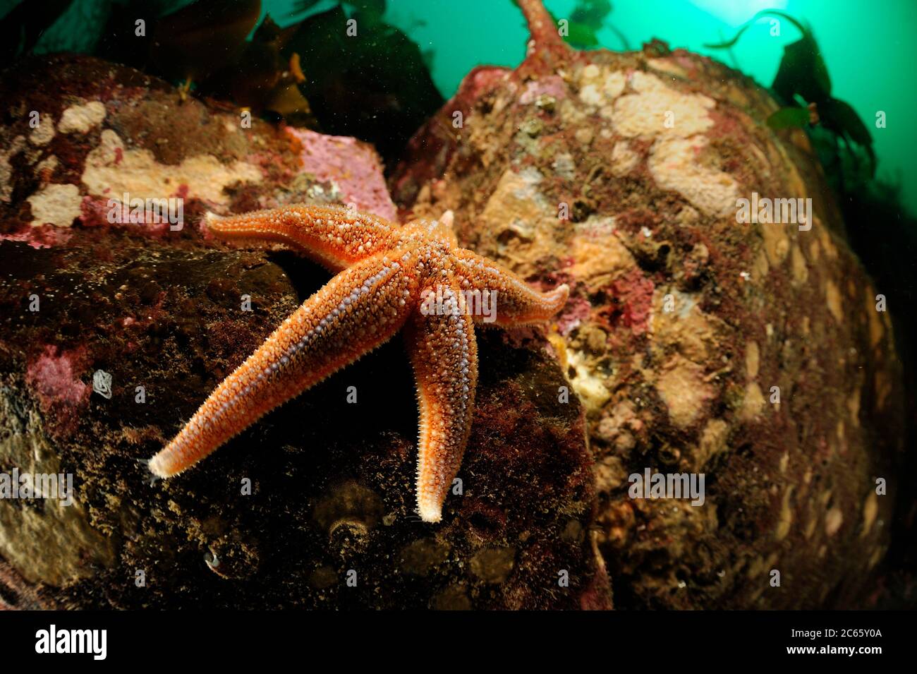 Starfish comune o Common Sea Star (Asterias rubens), Oceano Atlantico, Strømsholmen, Norvegia nordoccidentale Foto Stock