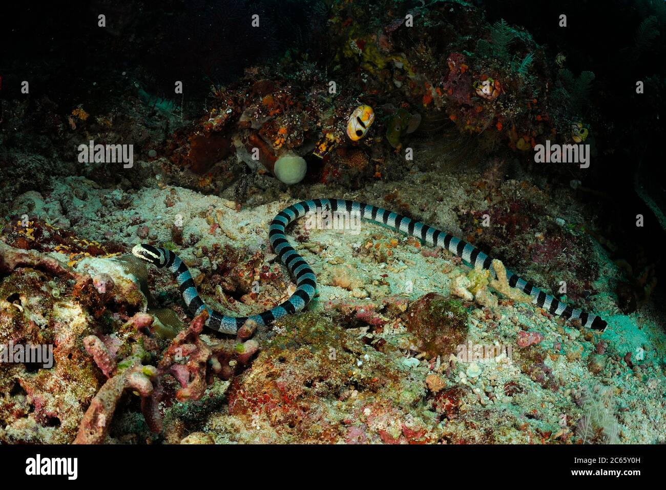 Serpente di mare di Belcher (Hydrophis belcheri) Raja Ampat, Papua Occidentale, Indonesia, Oceano Pacifico Foto Stock