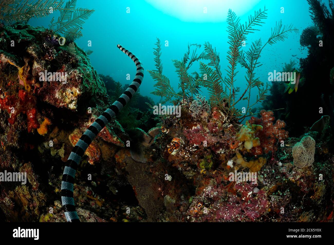 Serpente di mare del Belcher (Hydrophis belcheri) Raja Ampat, Papua Occidentale, Indonesia, Oceano Pacifico [dimensione di un singolo organismo: 1,2 m] Foto Stock