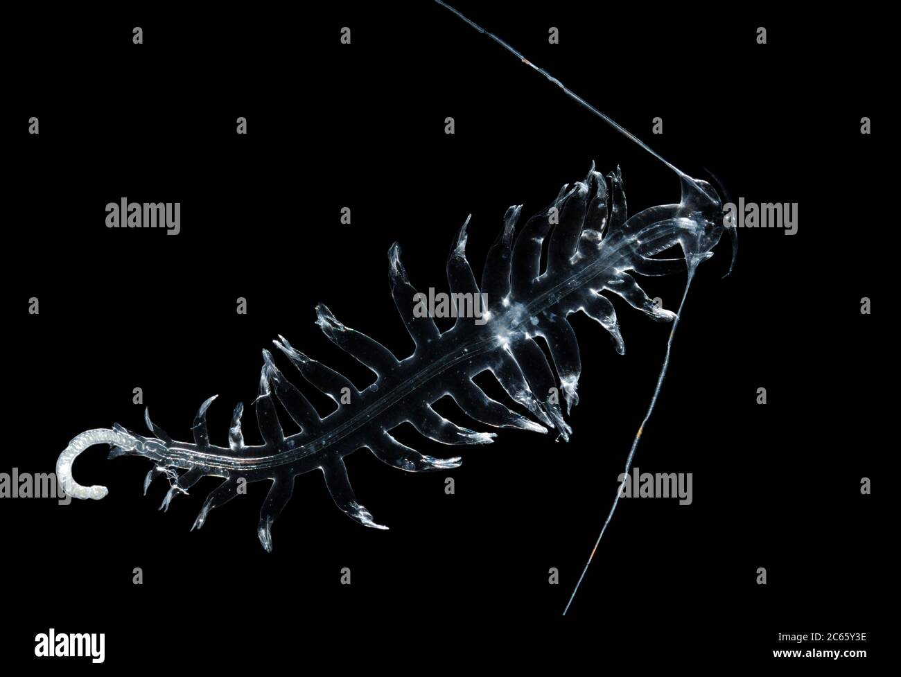Annelid (Tomoppterae) - il polichaete Tomoppteris è una delle uniche creature marine che fanno luminescenza gialla. Quando disturbato, un bruscone di scintille incandescenti erutta dalla parapodia (le strutture a pale). Foto Stock