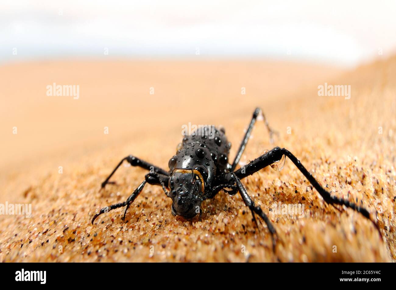 Un scarabeo di nebbia (Onymacris unguicularis) sulla cresta di una duna di sabbia nel deserto di Namib sta bevendo goccioline d'acqua che si riuniscono sul suo corpo durante la nebbia di mattina presto sulle dune. Foto Stock