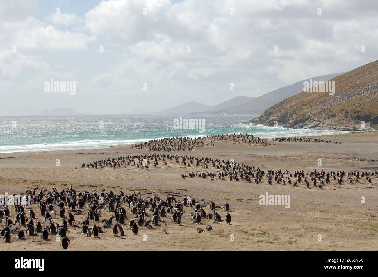 All'interno della loro gamma in Antartico e Sub-Antartico il Gentoo Penguin (Pigoschelis papua) si alleva in piccole colonie tra agosto e marzo. Foto Stock