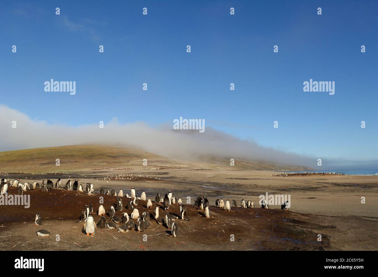 All'interno della loro gamma in Antartico e Sub-Antartico il Gentoo Penguin (Pigoschelis papua) si alleva in piccole colonie tra agosto e marzo. Foto Stock