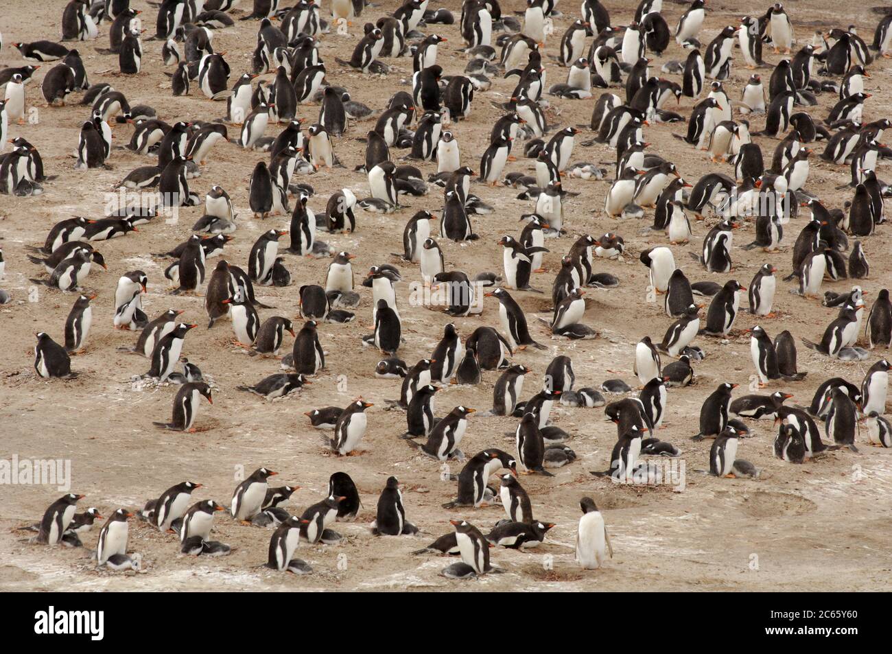 All'interno della loro gamma in Antartico e Sub-Antartico il Gentoo Penguin (Pigoschelis papua) si alleva in piccole colonie tra agosto e marzo. Foto Stock