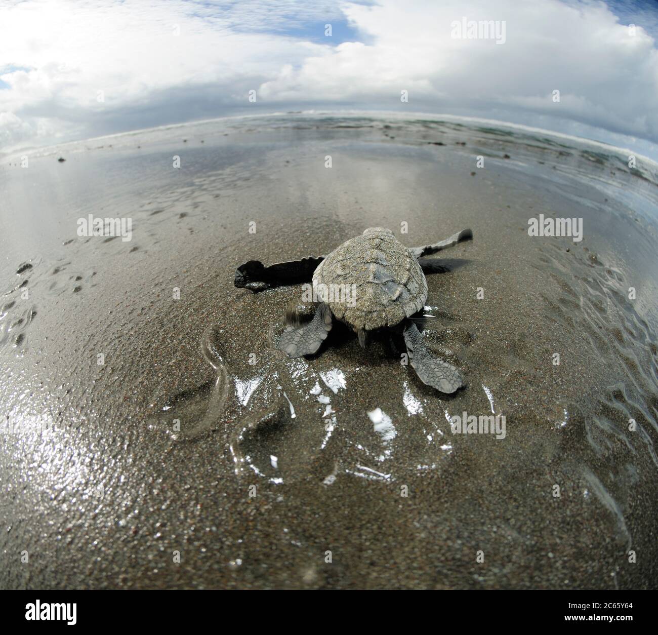 Un ulivo tartaruga marina di ridley (Lepichelys olivacea) sulla sua strada per il mare. Si orientano dalla luminosità del orizzontale sopra l'oceano e sono sempre a rischio di essere mangiati da uccelli, granchi o più tardi da pesci. Nach 45 bis 55 Tagen Brutdauer im Warmen Sand ist diese junge Oliven- Bastardschildkröte (Lepichelys olivacea) geschlüpft und macht sich auf den gefährlichen Weg zum Wasser. Oritierungshilfe gibt dabei die Helligkeit des Horizonts über dem Meer. Foto Stock