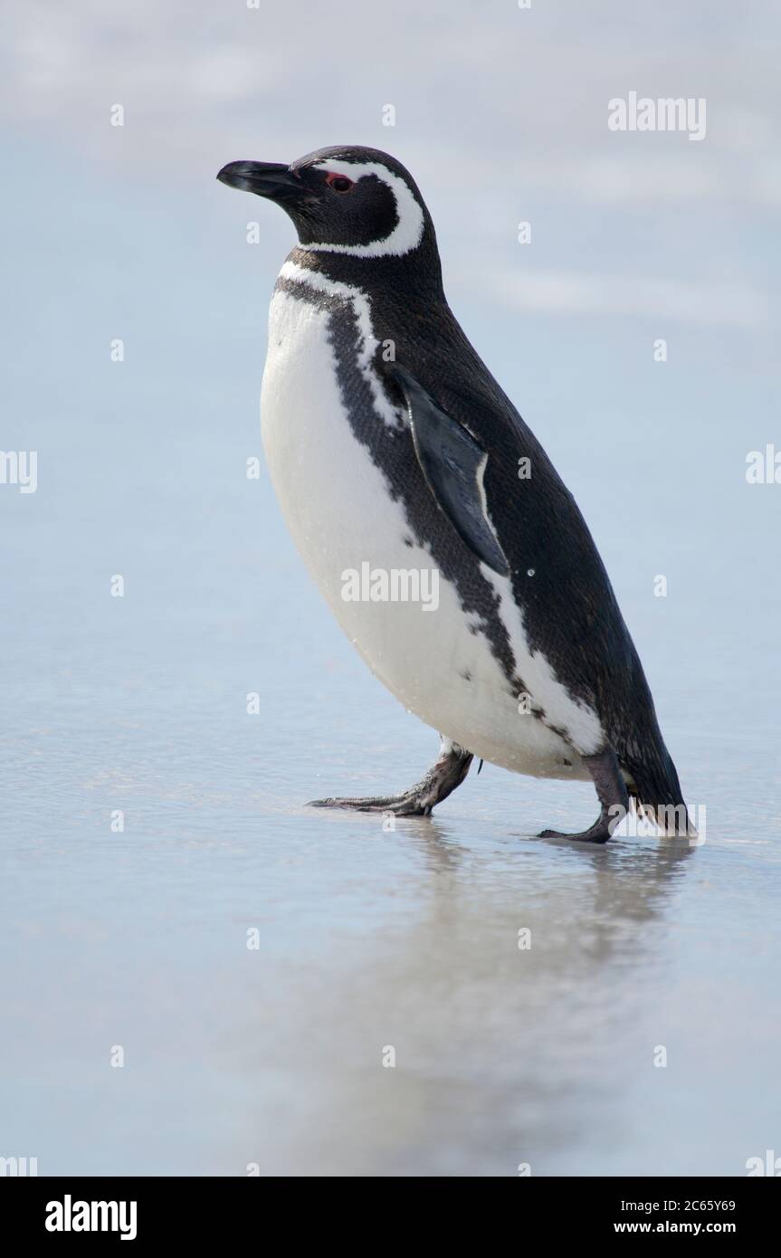 Con una dimensione del corpo di ca. 73 cm il pinguino magellanico (Speniscus magellanicus) appartiene alla specie di pinguini di medie dimensioni. Le due bande pettorali nere sono caratteristiche e aiutano a distinguerlo dal pinguino Humboldt molto simile, che ha solo una di queste bande. Foto Stock