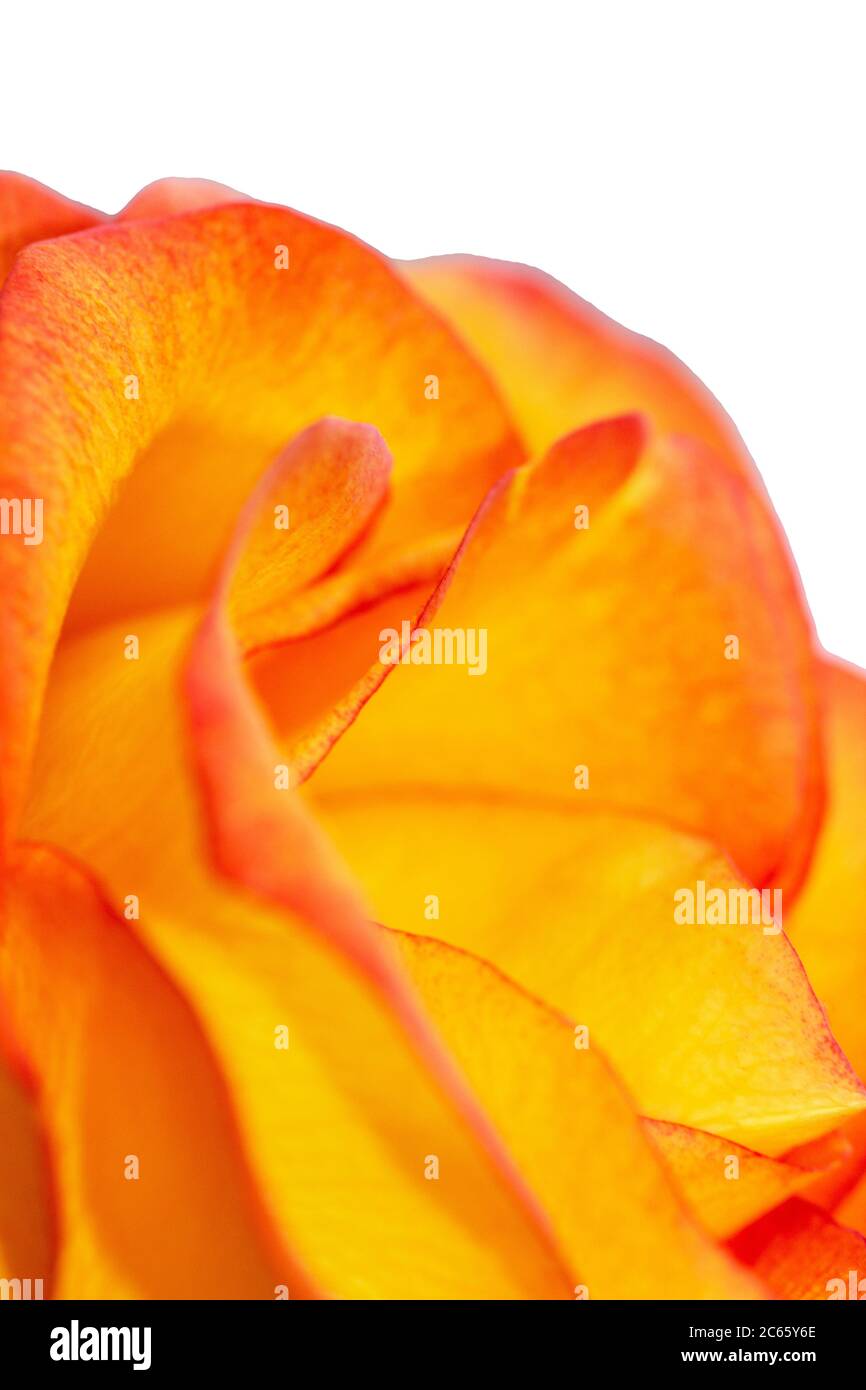 Rosa gialla con bordi rossi. Isolato, sfondo macro. Rosa arancione Foto Stock