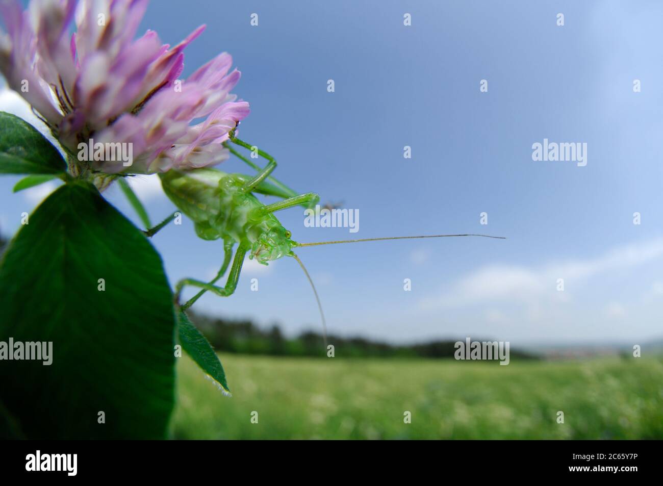Il bush-cricket (Leptophyes punctatissima) è una specie di bush-cricket comune in aree ben vegetate dell'Inghilterra e del Galles, come margini boschivi, siepi e giardini. Foto Stock