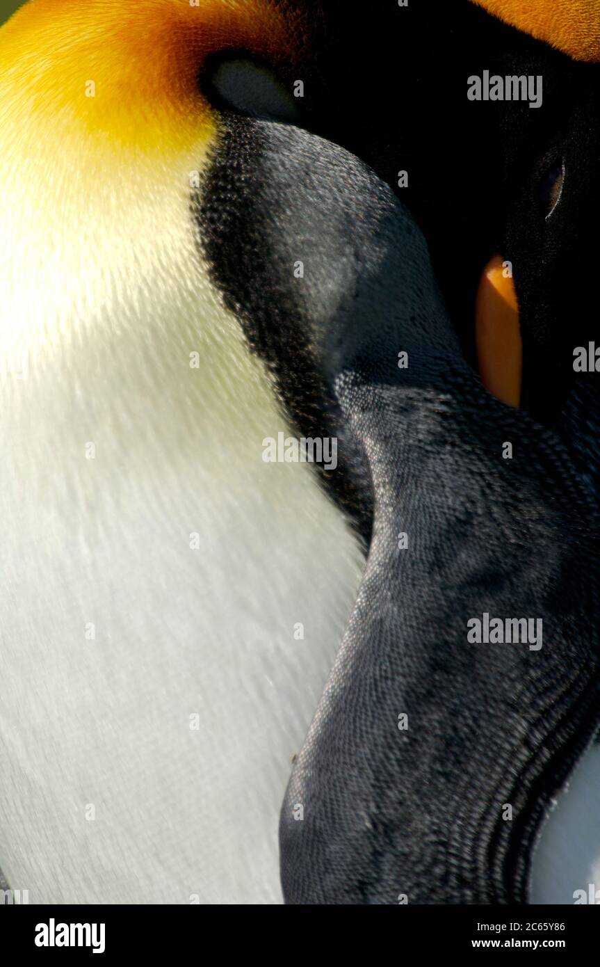 Le piume del pinguino re (Atenodytes patagonicus) sono così piccole e dense che la struttura della superficie quasi assomiglia alla pelle di un rettile. Foto Stock