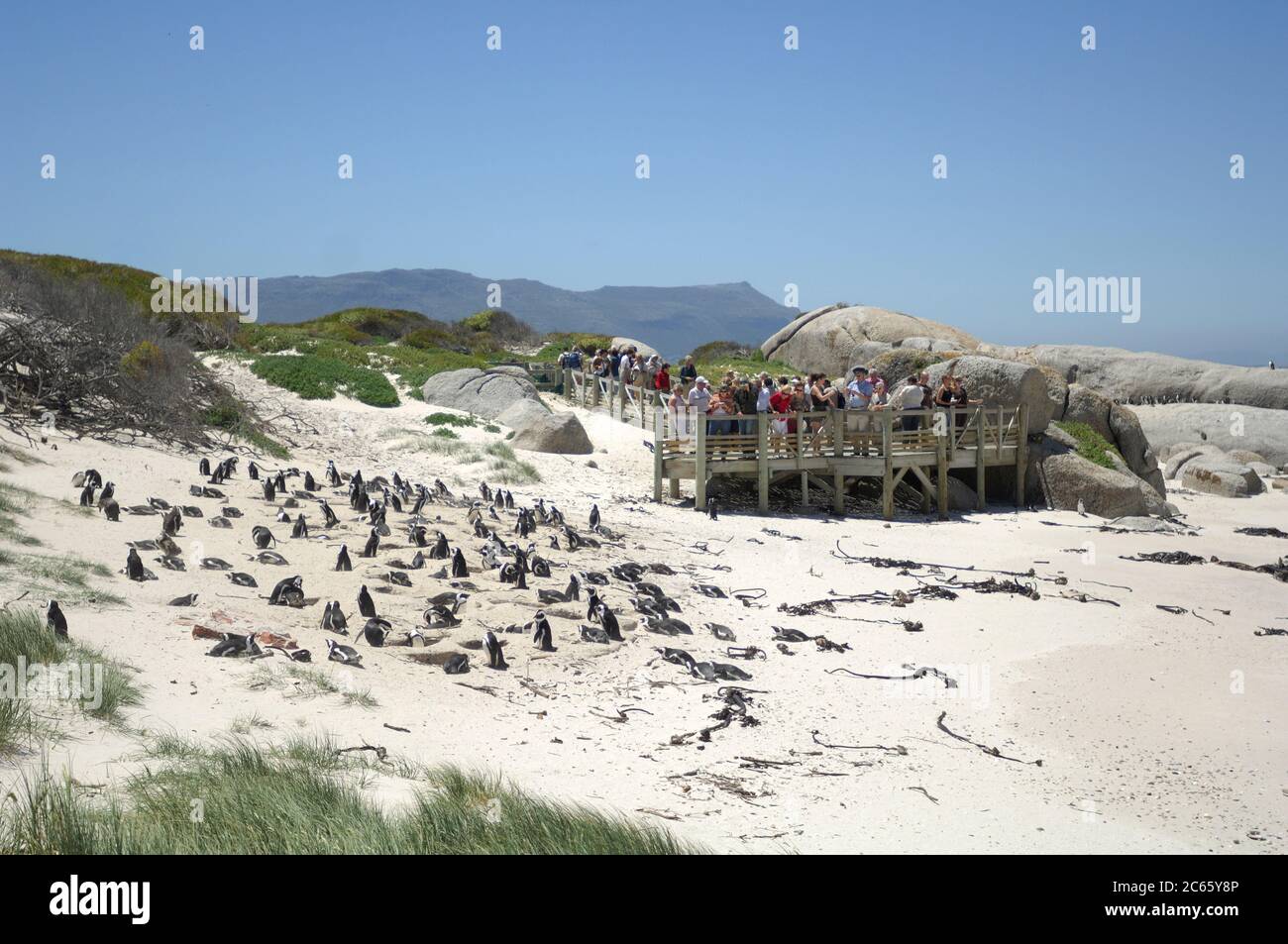 Il pinguino africano (Speniscus demersus), conosciuto anche come il pinguino dai piedi neri (e precedentemente come il pinguino di Jackass), si trova sulla costa sud-occidentale dell'Africa.. Boulders Beach è un'attrazione turistica, per la spiaggia, il nuoto e i pinguini. I pinguini permetteranno alla gente di avvicinarsi loro vicino come un metro (tre piedi). Foto Stock