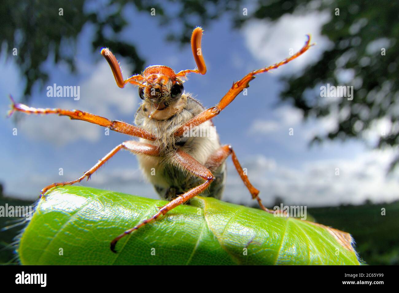 Il cockchafer (o può insaccare, come viene chiamato colloquialmente, o talvolta billy witch o spang Beetle, in particolare nell'Anglia orientale) è un coleottero europeo della famiglia degli Scarabaeidae. Foto Stock