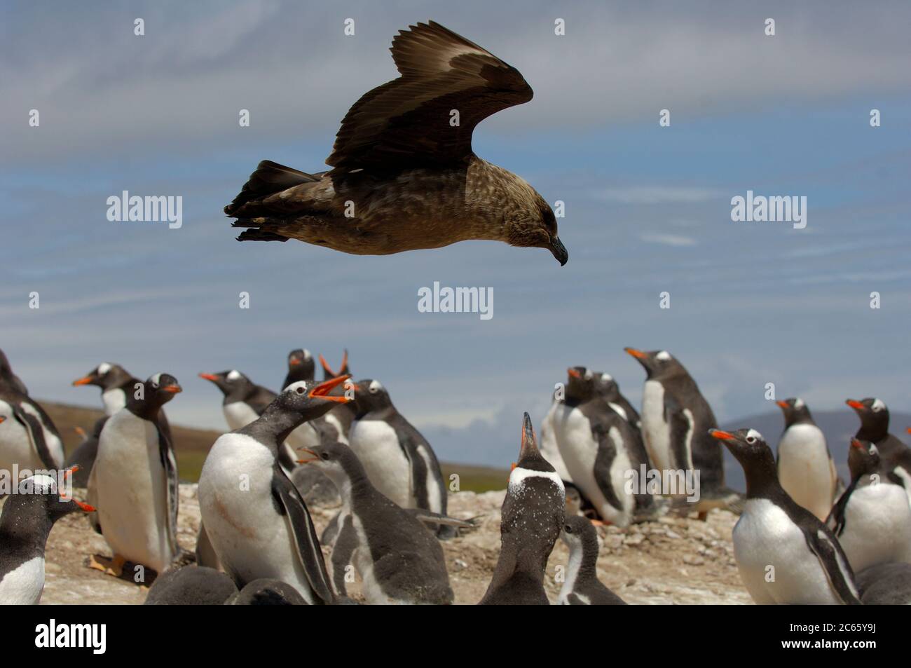 Tha pinguini Gentoo adulti (Pigoscatis papua) all'interno del punto di rokery i loro bacchi per evitare l'approccio di una Skua marrone (Catharacta antartide). Foto Stock