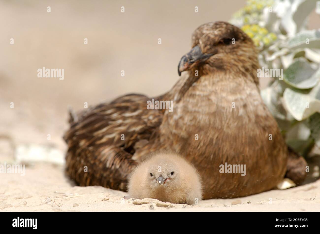 Essendo un predatore forte e un scavenger tutti gli stessi il Brown Skua (Catharacta antartide) sfrutta le colonie di pinguini vicino a trovare cibo per il suo proprio pulcino. Foto Stock