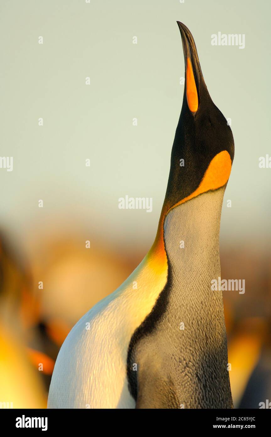 Un maschio di pinguino reale (Aptenodytes patagonicus) si eleva alto e le chiamate durante la visualizzazione. Foto Stock