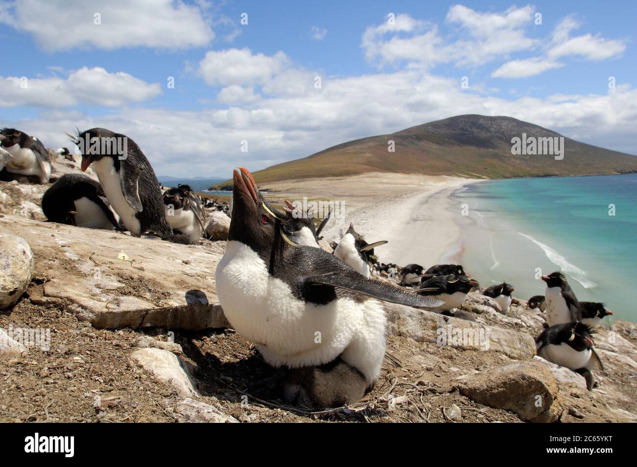 Dopo aver scalato le ripide rocce i pinguini del rockhopper (Eudyptes crisocome) raggiungono la colonia riproduttiva alta sul mare. Ad un'età di ca. 10 giorni i pulcini sono ancora custoditi da uno degli adulti che si fa turno a dare loro riparo dal sole, dal vento e dai predatori. [dimensioni del singolo organismo: 50 cm] Foto Stock