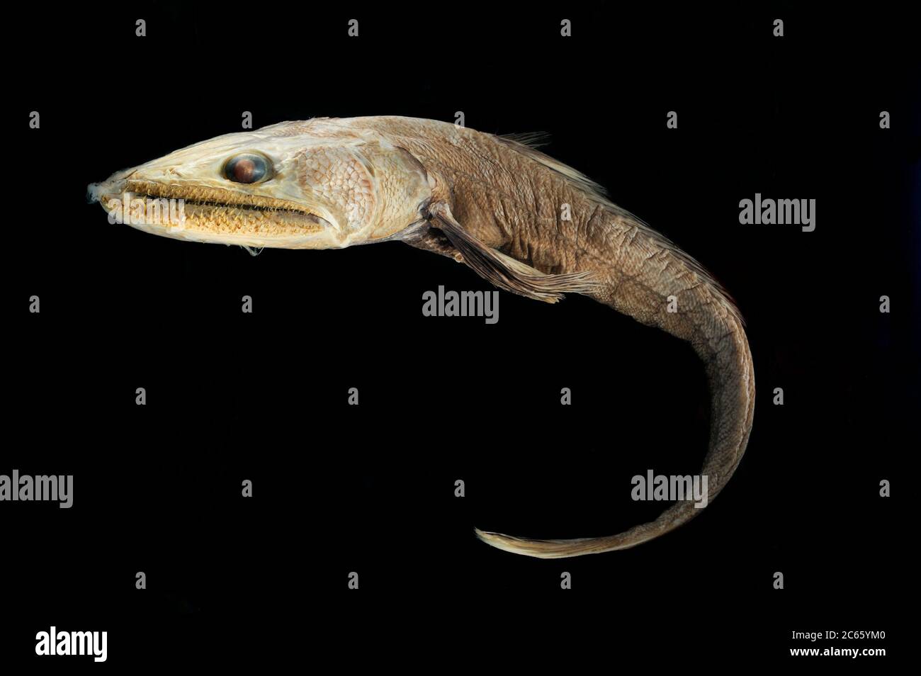 Pesce lizardato di mare profondo (Bathysaurus ferox) immagine è stata presa in collaborazione con l'Università del Museo Zoologico di Amburgo Foto Stock