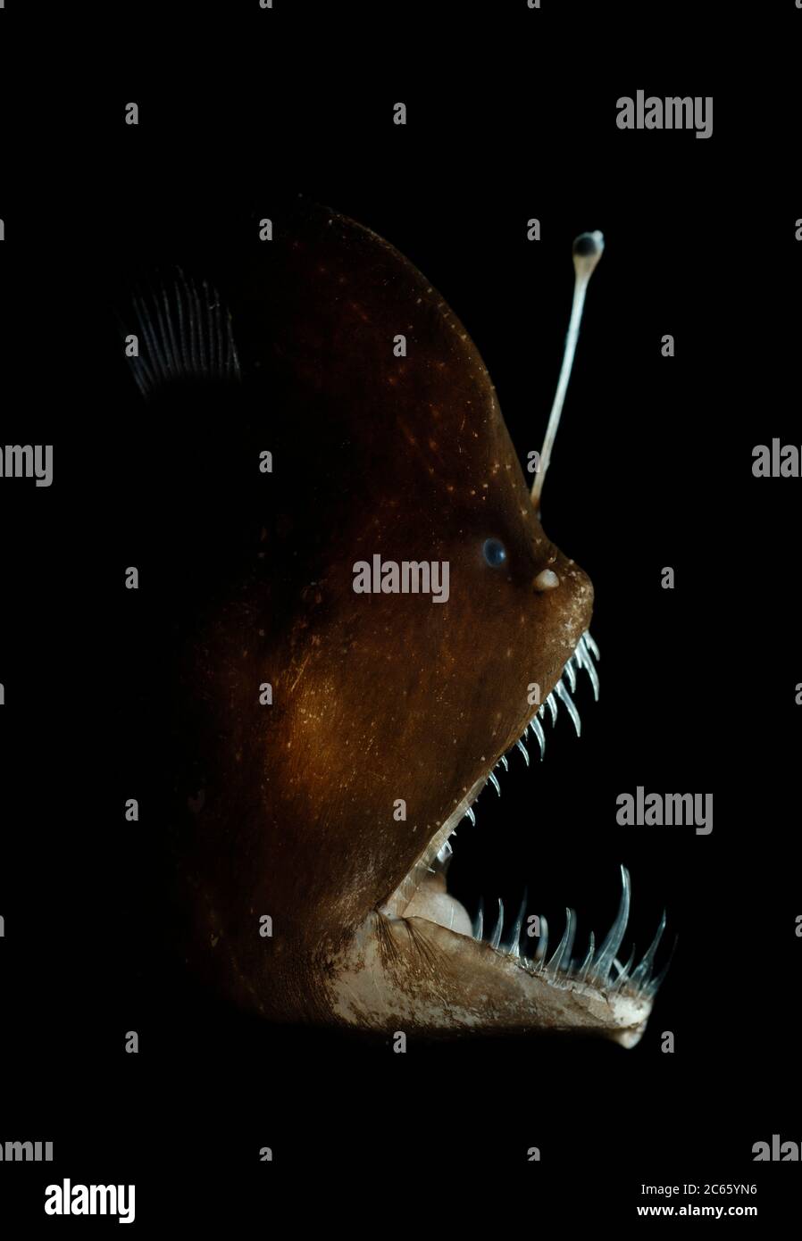Melanocetidae (Melanocetus murrayi (Murrays abyssal anglerfish)) pesca rana pescatrice di acque profonde - palo da pesca con esca bioluminescente utilizzato per attirare la preda. La bioluminescenza è prodotta da batteri simbiotici Foto Stock