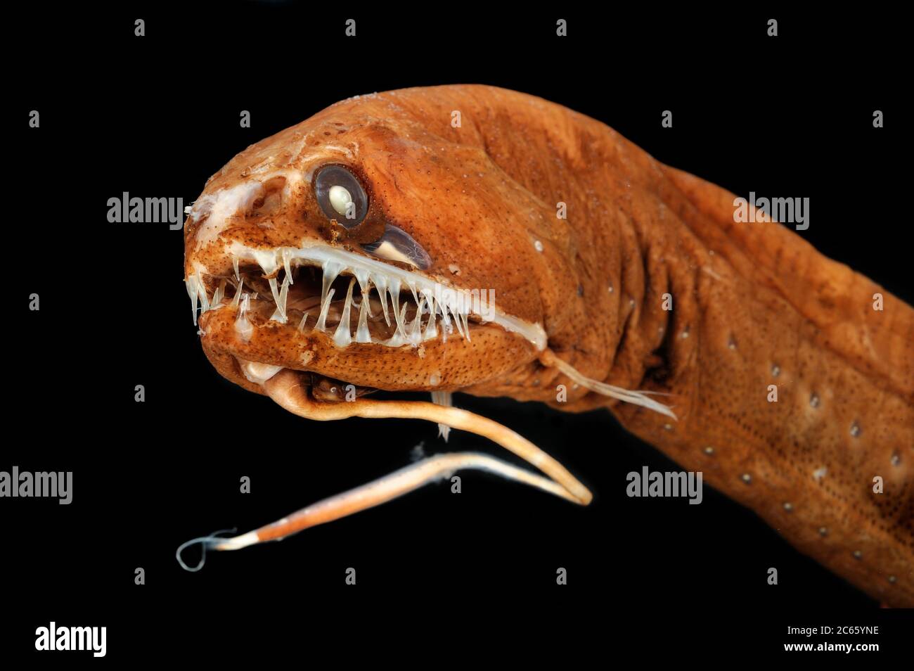 Il pesce drago nero senza scalpo (Melanostomias melanops) è un pesce di mare profondo snello, lungo fino a 30 cm. Presenta un processo di bioluminescenza carnoso al suo mento, utilizzato per attirare preda alla portata della bocca fortemente dentellata. Gli organi emettitori di luce sono disposti lungo la parte inferiore del corpo e sotto l'occhio. Si trova nell'Oceano Atlantico e Indo-Pacifico. Campione conservato. La foto è stata scattata in collaborazione con l'Università del Museo Zoologico di Amburgo. Foto Stock