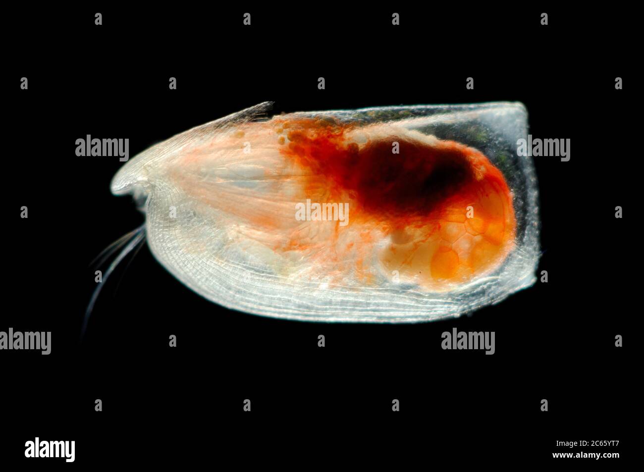 [Digital focus stacking] Ostracod (Paramollicia rmynchena) gli Ostracoda sono uno dei gruppi di crostacei più riusciti con circa 8000 specie viventi. Foto Stock